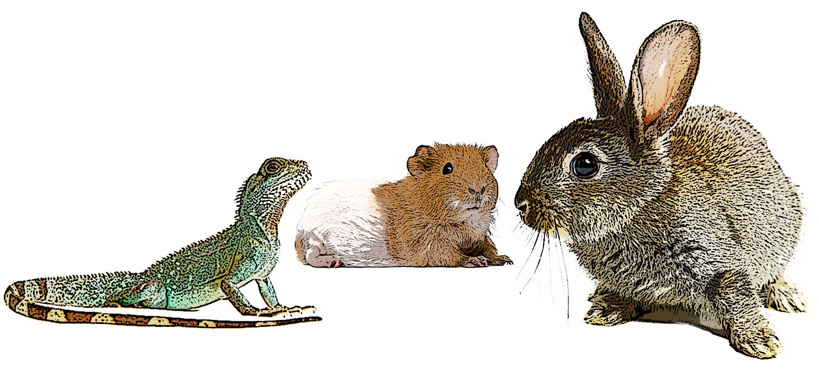 Echse, Meerschweinchen, Kaninchen Echse, Meerschweinchen, Kaninchen