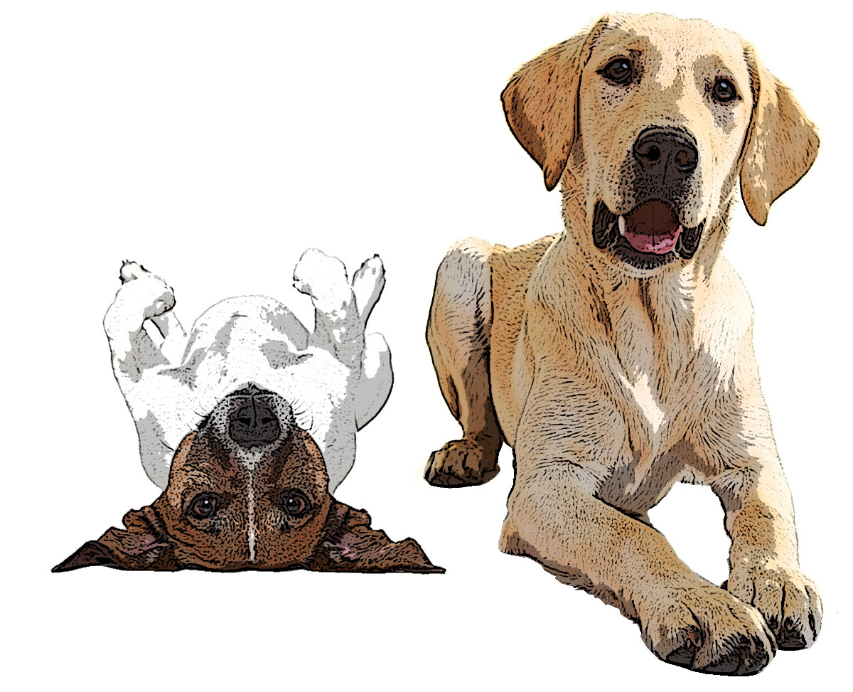 Hunde, einer liegt auf dem Rücken, einer auf dem Bauch. Zwei Hunde, einer liegt auf dem Rücken, einer auf dem Bauch.