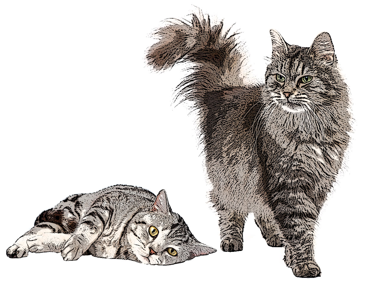 Zwei Katzen, eine liegende und eine stehende Katze. Zwei Katzen, eine liegende und eine stehende Katze.