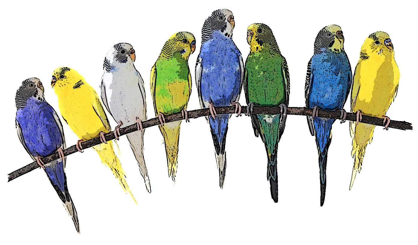 Viele Wellensittiche auf einer Stange Viele Wellensittiche auf einer Stange